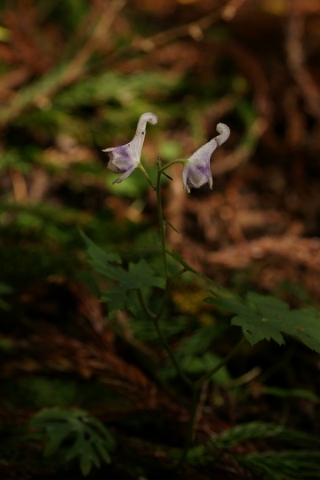 e0054067_02650100.jpg