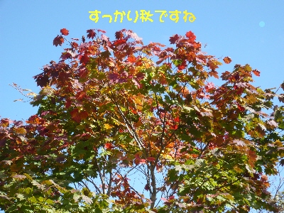f0203369_10564488.jpg