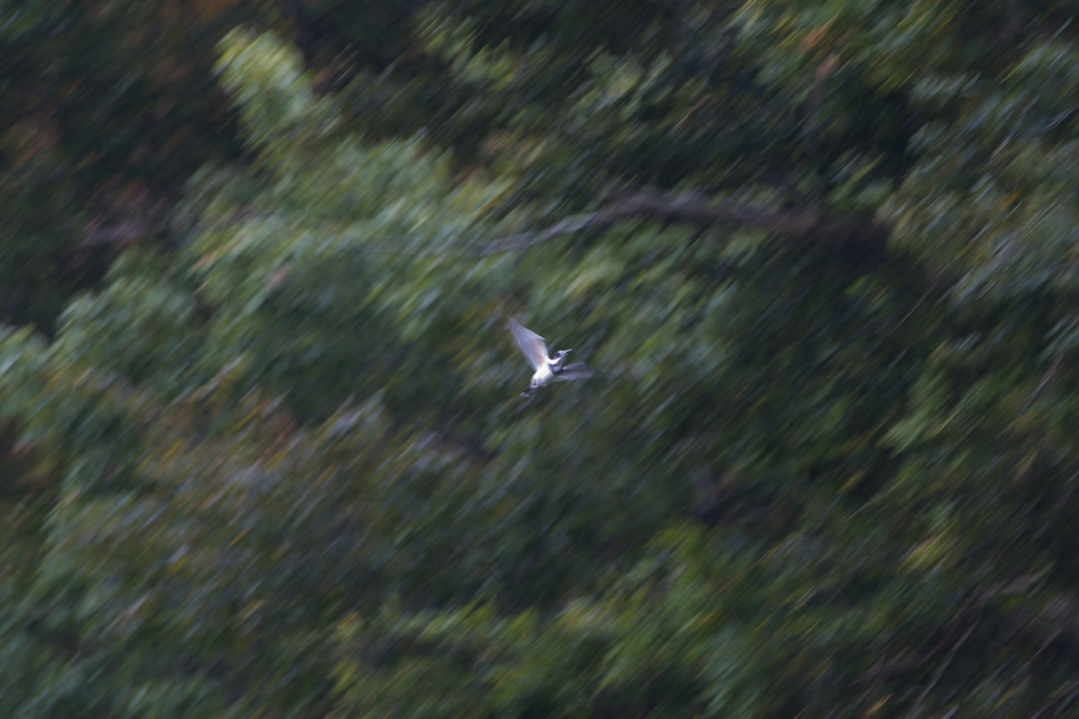 b0180476_2112693.jpg