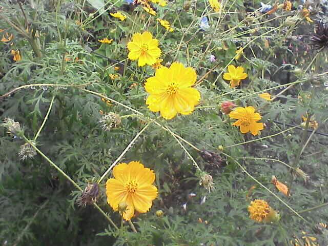 c0069380_12663.jpg