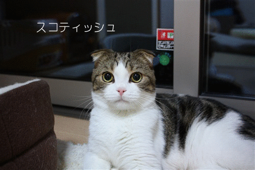 e0149299_21494872.gif