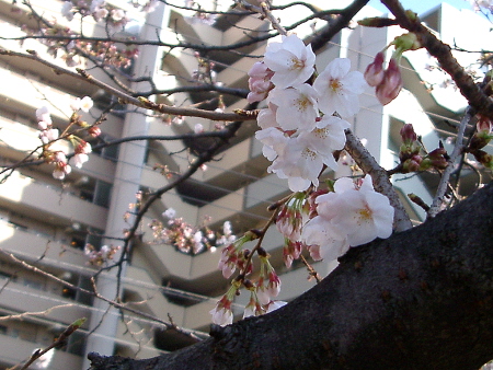 c0110906_22191584.jpg