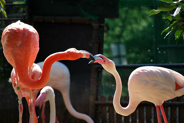 たぬ代とだんなのブログ : <b>京都市動物園</b>