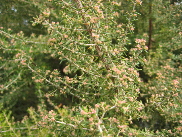 e0166032_18251791.jpg