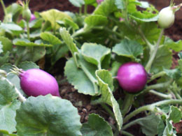 f0204440_1431271.jpg