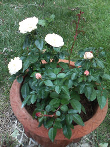 f0204440_1473983.jpg