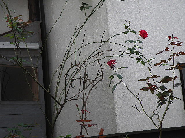 e0184558_8214740.jpg