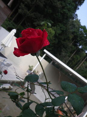 e0184558_8223232.jpg
