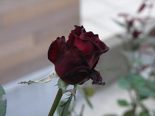 e0184558_8453553.jpg