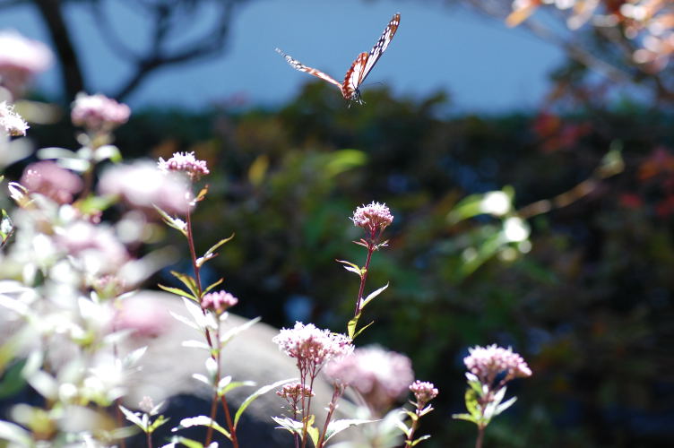 b0167762_13124662.jpg