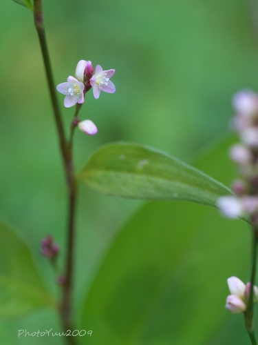 b0078874_20113120.jpg