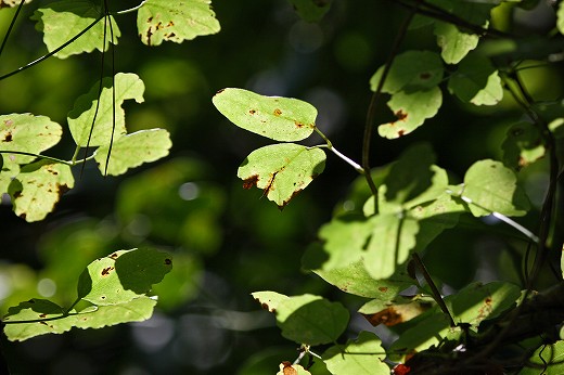 e0190885_19213820.jpg