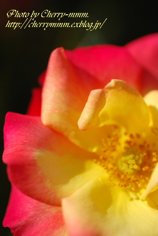 c0156789_20241517.jpg