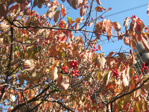 b0097200_203474.jpg