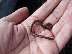 c0190010_1655206.jpg