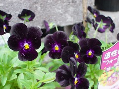 c0190010_1794129.jpg