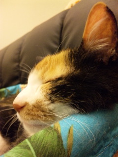 c0201113_1141157.jpg