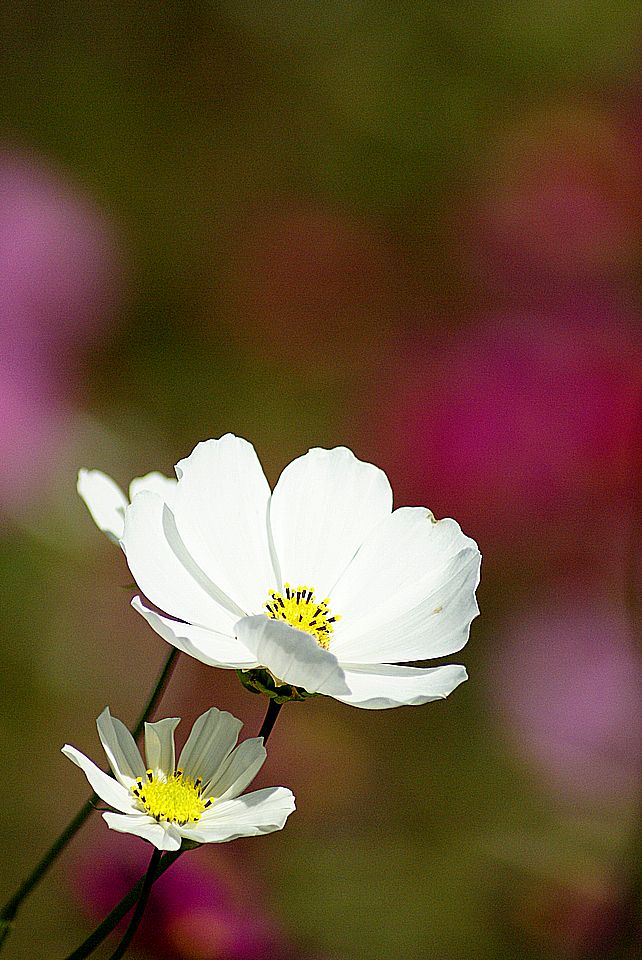 a0046748_1631121.jpg