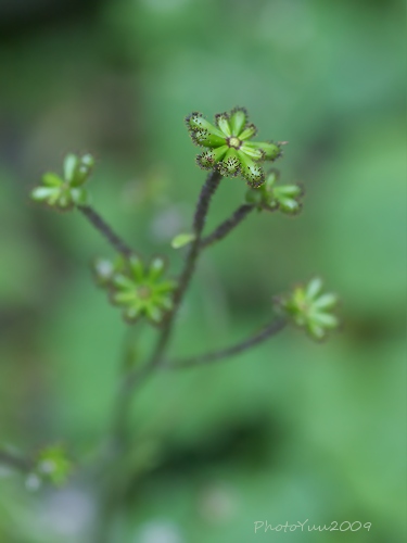 b0078874_12595248.jpg