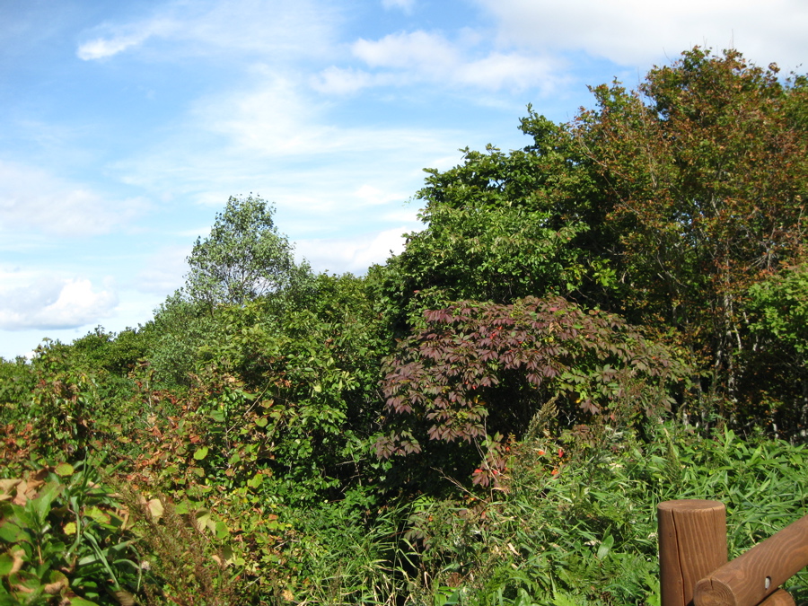 b0174079_19554757.jpg