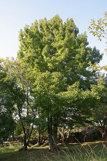 e0190885_18475664.jpg