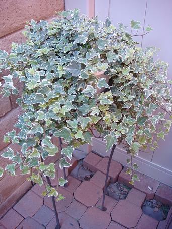 c0002590_9344634.jpg