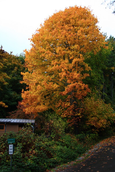 e0122193_1530285.jpg