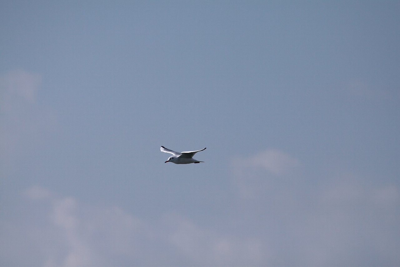 e0167295_22372072.jpg