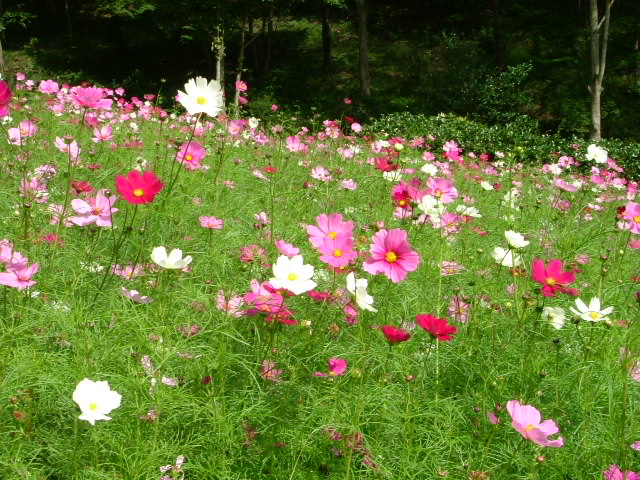 b0044296_20392450.jpg