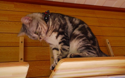 c0187403_18431788.jpg