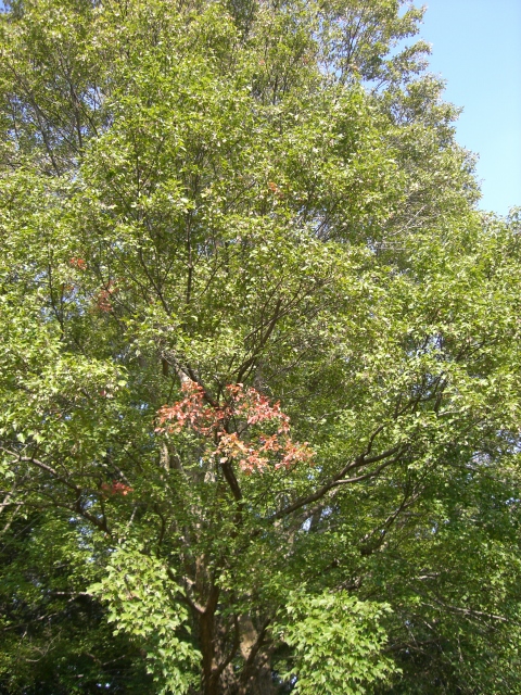 a0134004_22175576.jpg