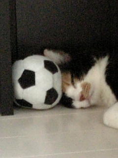c0201113_22365354.jpg