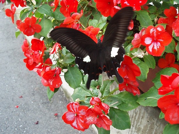 d0004813_15295080.jpg
