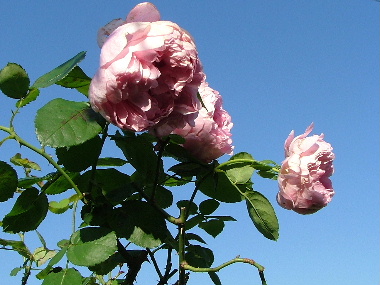 c0212214_04997.jpg
