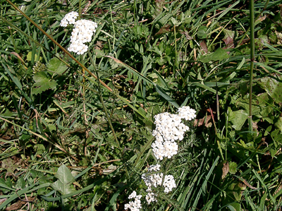 a0101536_1113129.jpg
