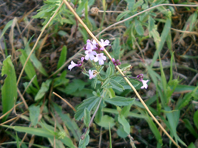 a0101536_11144243.jpg