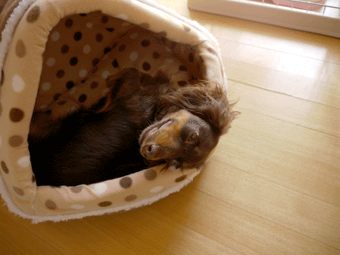 c0080038_19275785.gif