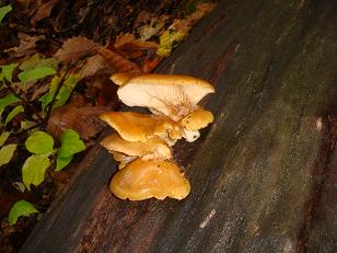 c0206739_21562819.jpg