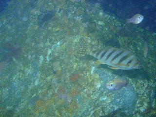 e0065350_5572999.jpg