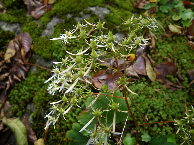 c0060452_2243194.jpg