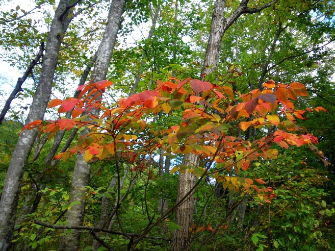 c0060452_22432382.jpg