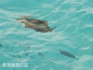 f0190653_17182220.gif