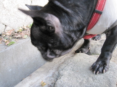 e0126054_20251783.jpg