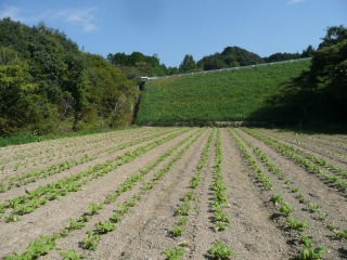 f0055264_18374344.jpg