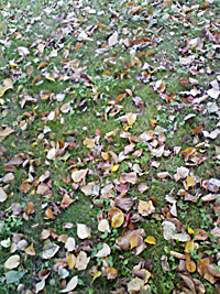a0050669_093888.jpg