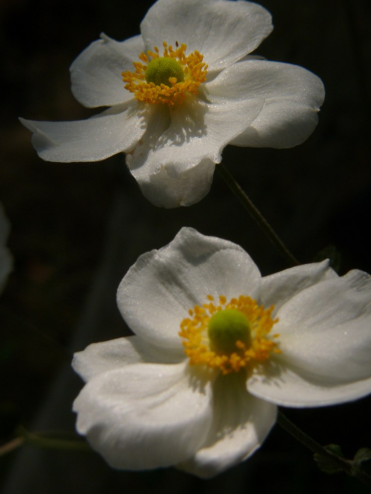 c0062511_2185435.jpg