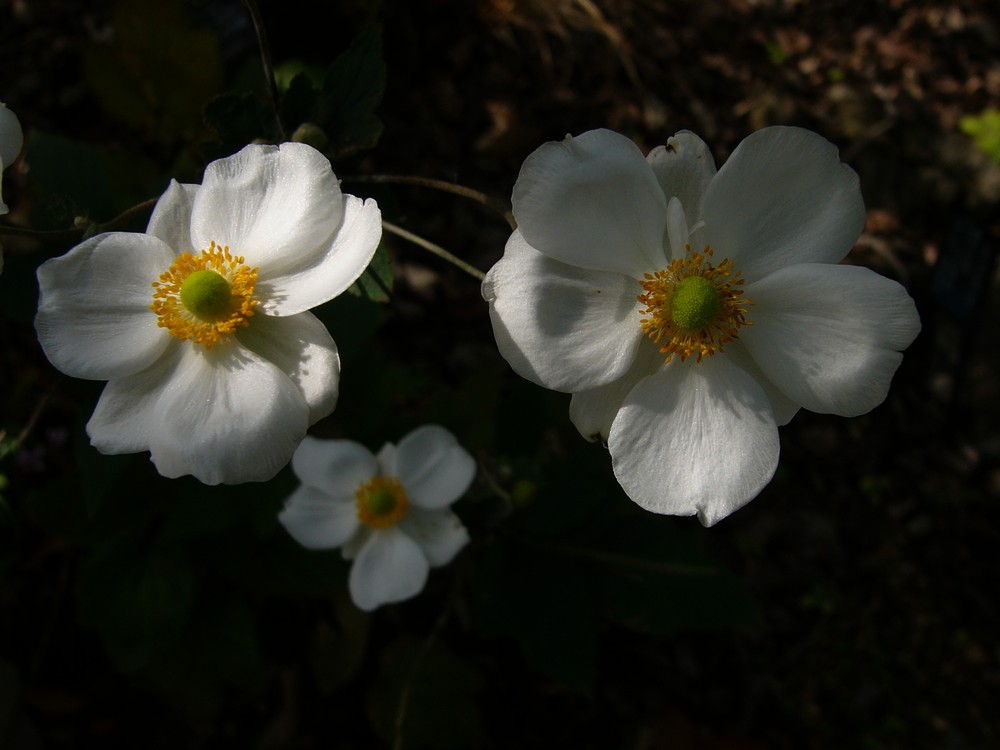 c0062511_2191475.jpg