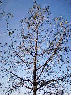 d0048332_7414025.gif