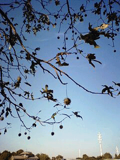 d0048332_7415188.gif