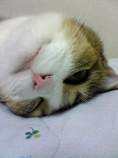 a0130149_17294658.jpg
